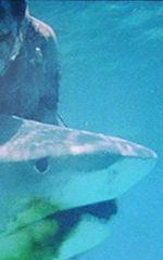 Рамон Браво